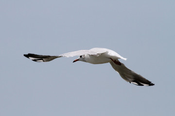 Mouette en vol