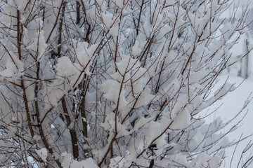 tree in the snow. fall asleep with snow. winter trees in the park