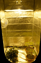 Cannabis grow box, plants in pots growing, ultraviolet lamps and foil are used