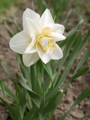 Цветок нарцисс белый с желтой серединкой махровый