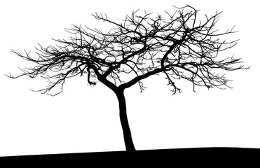 silhouette of a tree on white background