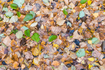 The autumn background or texture of birch, elm, poplar, maple and alder leaves of brown, yellow, red, orange colores on the asphalt pavement in the forest on in the park way after rain