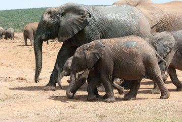Elephant family walking together
