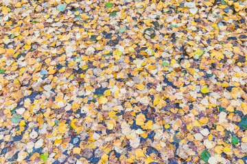 The autumn background or texture of birch, elm, poplar, maple and alder leaves of brown, yellow, red, orange colores on the asphalt pavement in the forest on in the park way after rain