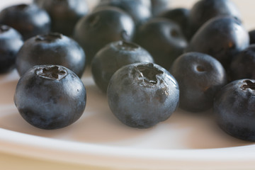 A lot of blueberries on white background macro