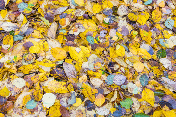 The autumn background or texture of birch, elm, poplar, maple and alder leaves of brown, yellow, red, orange colores on the asphalt pavement in the forest on in the park way after rain