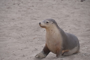 Fototapeta premium travel in Australia