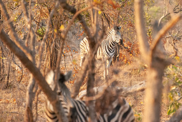 Hiding zebras