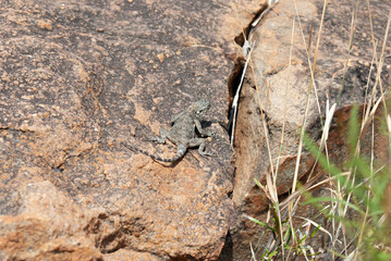 lizard on rock