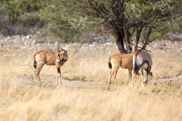 Fototapeta na wymiar Oryx offspring standing in the grass, Etosha, Namibia, Africa