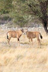 Naklejka na ściany i meble Two young oryx antelopes standing in the grass, Etosha, Namibia, Africa