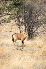 Naklejka na ściany i meble Oryx offspring standing in the grass, Etosha, Namibia, Africa