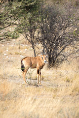 Oryx offspring standing in the grass, Etosha, Namibia, Africa