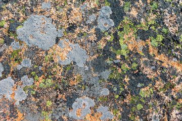 Lichens create a colorful abstract pattern on a rock