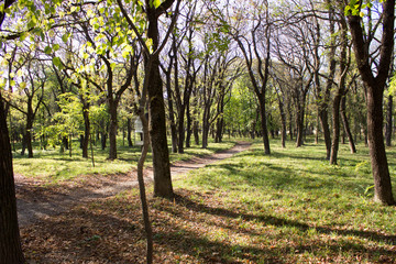 Obraz premium Yssentuki park