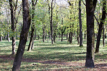 Fototapeta premium Yssentuki park