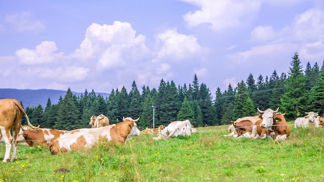 A static footage showing herd of cattle grazing on the grasslands of Rogla (a peak on Zreče Pohorje) Slovenia. 4k.(1)