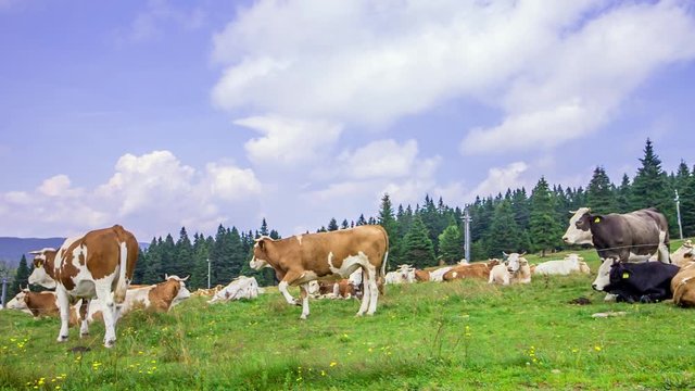A static footage showing herd of cows grazing on the grasslands of Rogla (a peak on Zreče Pohorje) Slovenia. 4k.