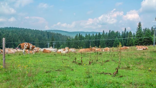 A view of herd of cattle grazing on the grasslands of Rogla (a peak on Zreče Pohorje) Slovenia. 4k.. A static footage 