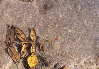 autumn leaves on a stone background