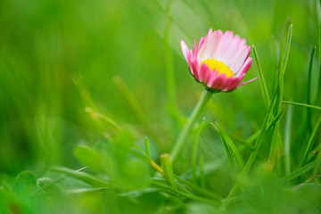 Fototapeta premium Gänseblümchen
