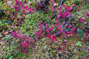 Fototapeta premium Bright autumn leaves of bilberry and moss and the autumn background
