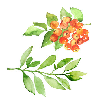 Watercolor hand painted botanical floral elements, rowan berries, branches and leaves illustration set isolated on white background