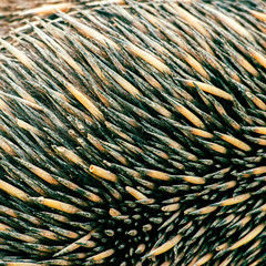 Closeup of many echidna spines, also known as a spiny anteater.