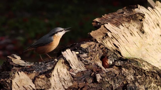Nuthatch being picky about what to eat