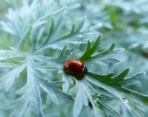 Dans la rosée du matin