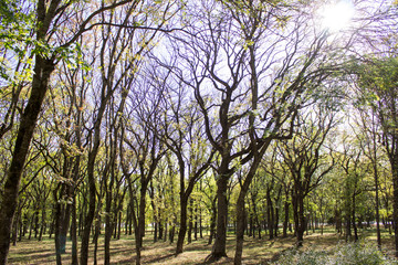 Obraz premium Yssentuki park