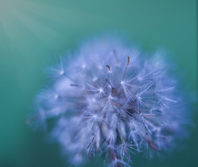 Blurred abstract nature background. Soft flowers texture. Vague purple colors, abstract nature texture.Art photo of dandelion seeds close up.