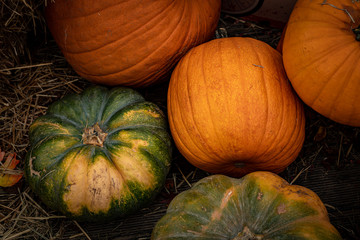 Pumpkins for sale at the market