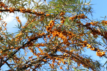  Bright yellow berries ripened on sea buckthorn