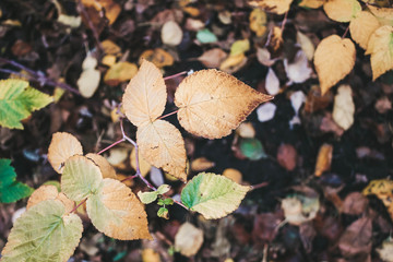 autumn leaves on a background