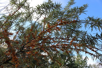  Bright yellow berries ripened on sea buckthorn