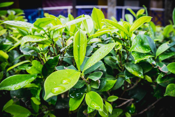 Evergreen leaves Refreshing Garden nature