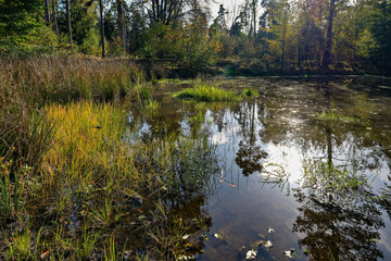 Idylle im Wald bei einem Spaziergang zu einem kleinen Teich