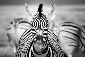 Portrait d'un zèbre dans le parc d'Etosha en Namibie