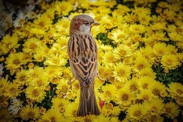 Sparrow on a yellow flowers background
