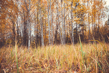 autumn forest, tree trunks, yellow grass