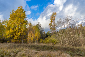 autumn forest, tree trunks, yellow grass