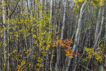 autumn deciduous forest
