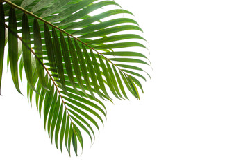 tropical coconut leaf isolated on white background, summer background