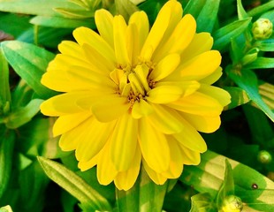 the beautiful flowers