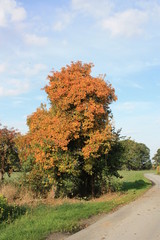 Herbstmorgen in B&uuml;ninghausen