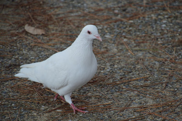 全身真っ白な鳩（斜め前から撮影）