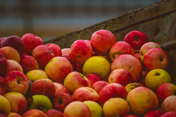 Ripe apples in the truck. Seasonal autumn colors