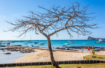 Fototapeta na wymiar tree on the beach of Cap Malheureux, Mauritius 