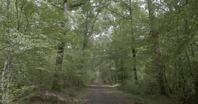 La for&ecirc;t de Montpensier, site naturel de Serbannes dans l'Allier. Sentier de d&eacute;couverte de la for&ecirc;t, bord&eacute; de hauts ch&ecirc;nes centenaires